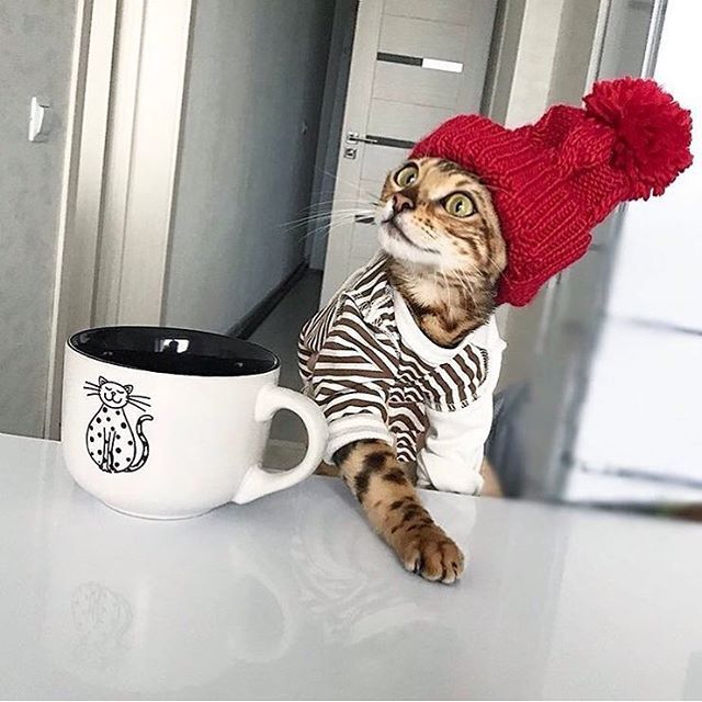 Кішка стала зіркою Instagram через своє незвичайне життя