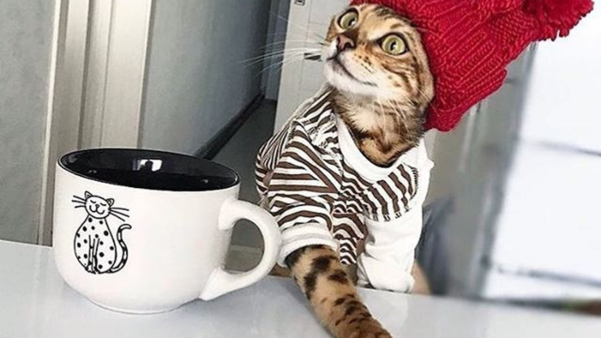 Кішка стала зіркою Instagram через своє незвичайне життя - фото 1