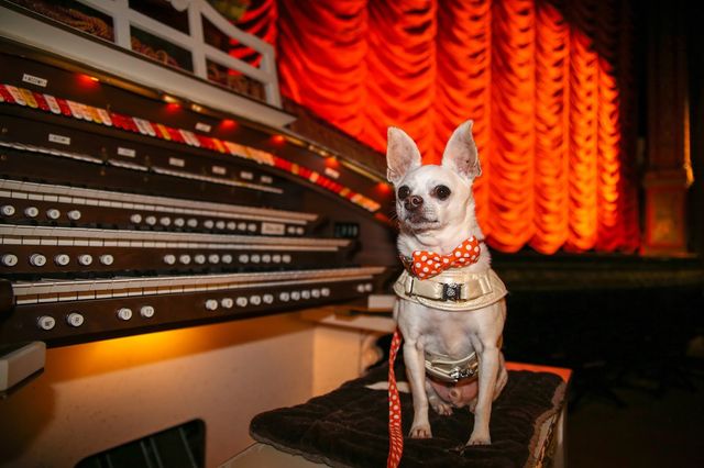 Музей McDonald's та хмарні ворота: це змусить вас відвідати Чикаго - фото 224926