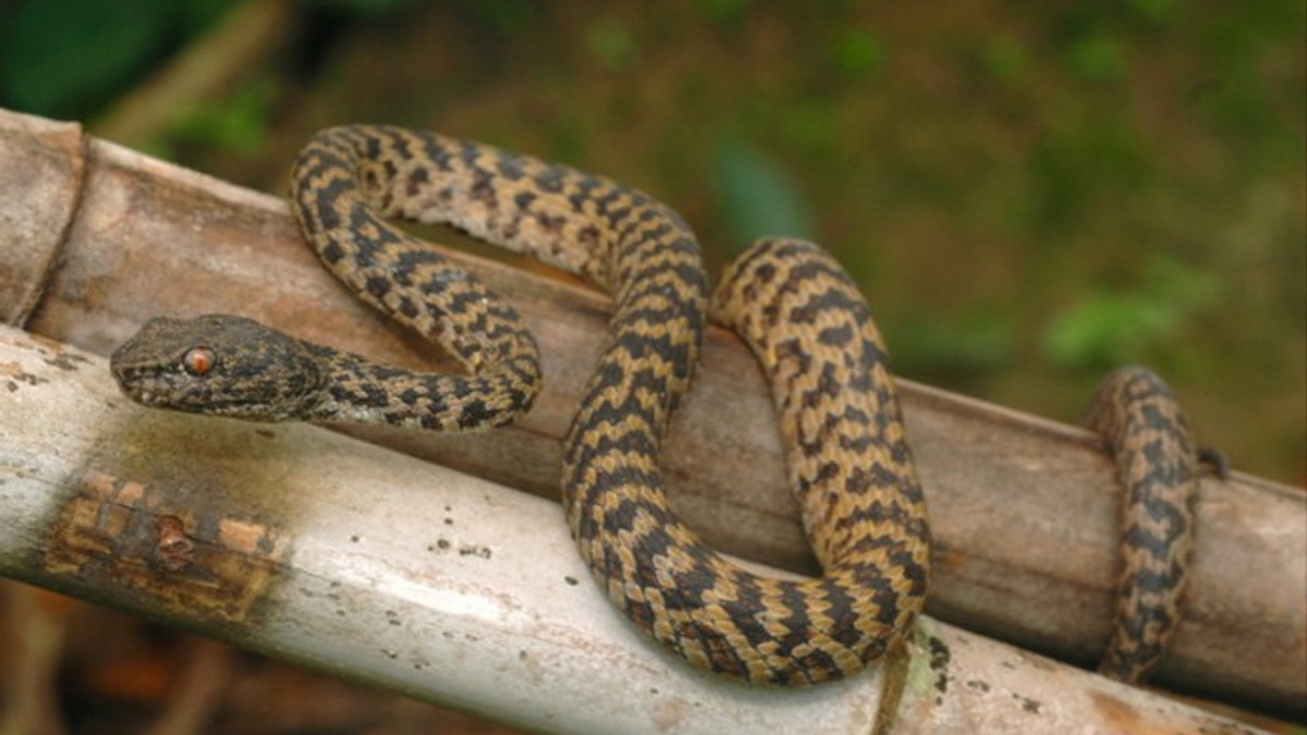В Австралії чоловік прийняв отруйну змію за зарядку від смартфона - фото 1