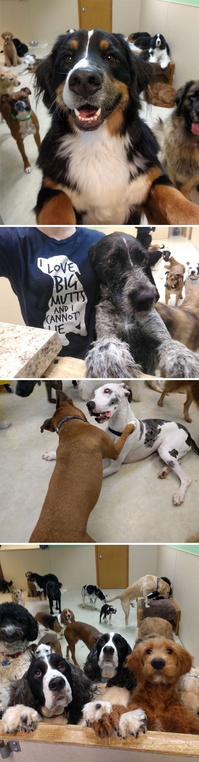 Ці фото тваринок змусять посміхнутися навіть найсуворіших - фото 229682