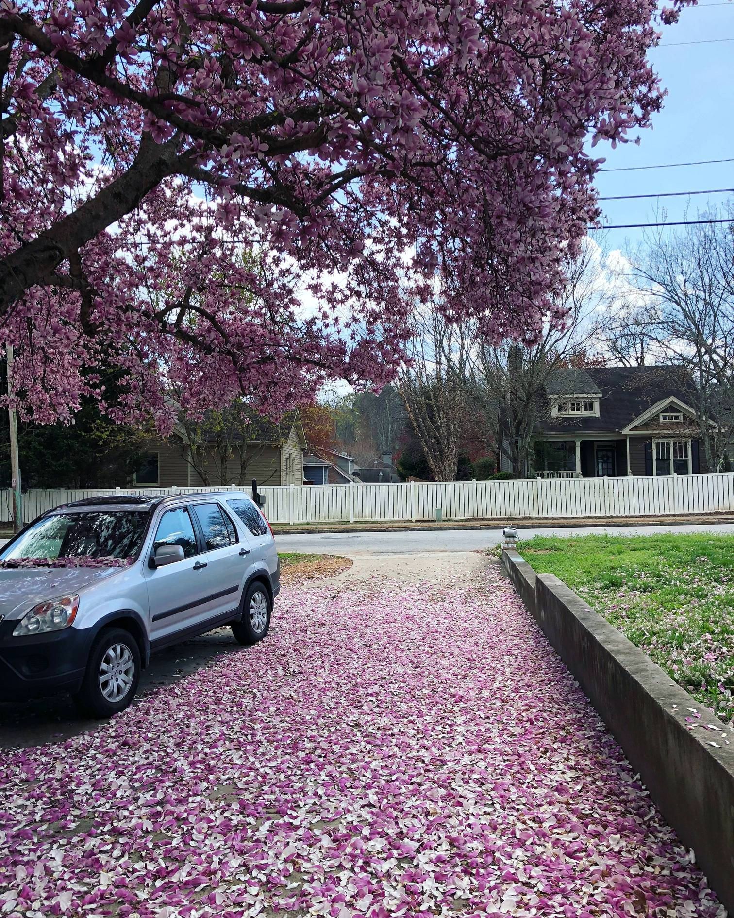 В американському містечку зацвіли магнолії: фотофакт