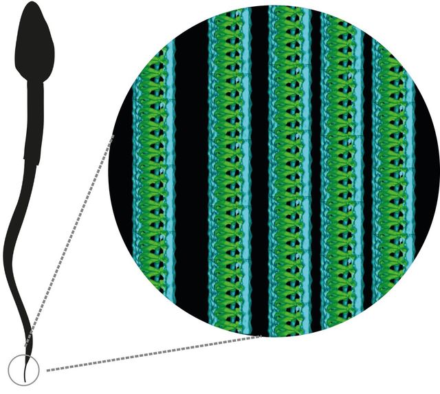 Сперматозоїди підкинули вченим нову загадку - фото 230158