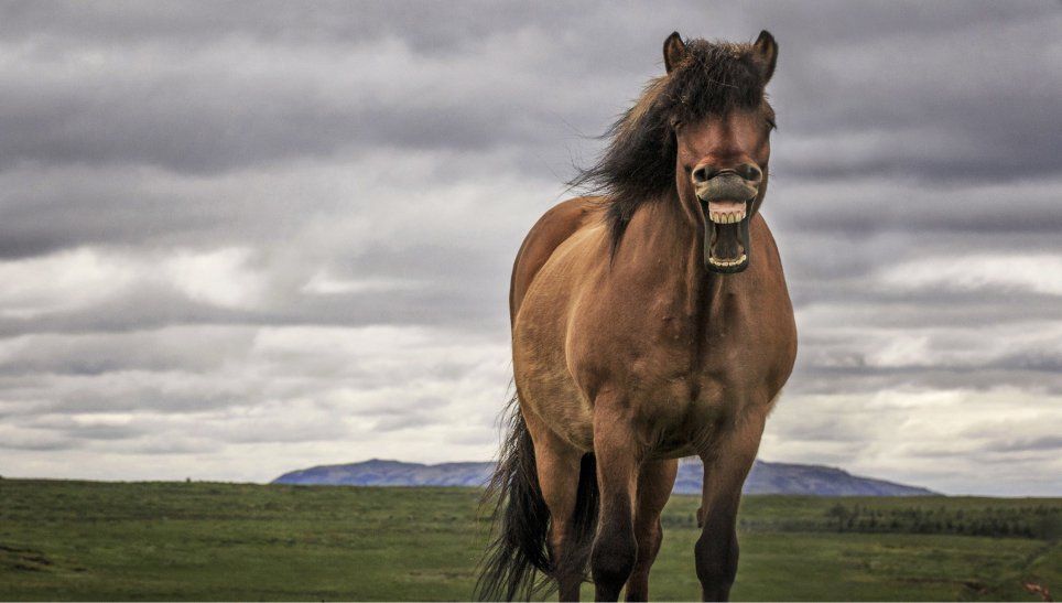 Як виглядає найвеселіший кінь у мережі: кумедні фото