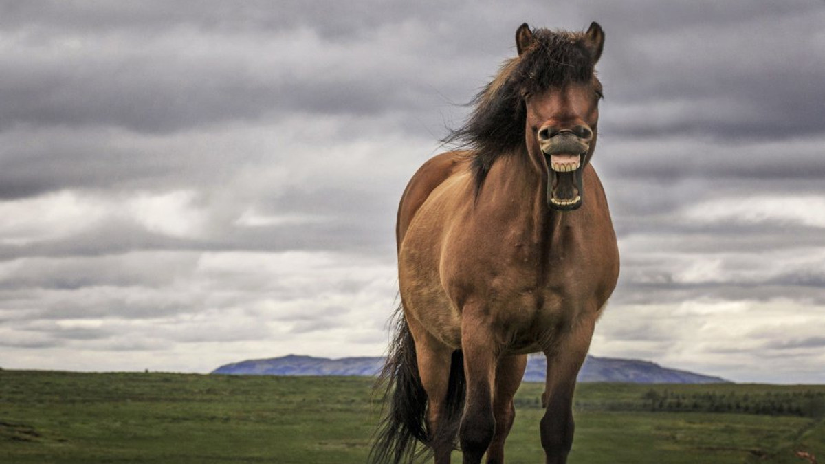 Як виглядає найвеселіший кінь у мережі: кумедні фото - фото 1