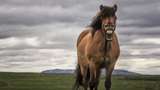 Як виглядає найвеселіший кінь у мережі: кумедні фото