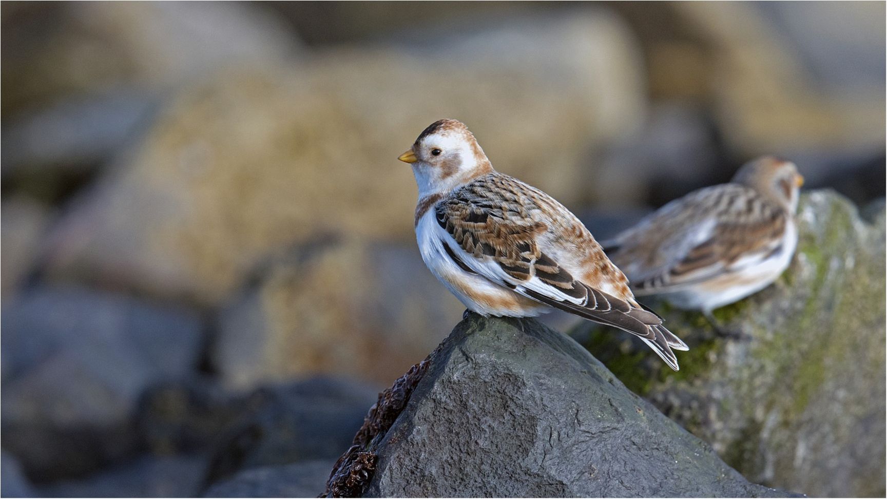 Співочі птахи навчають пташенят не перебивати один одного