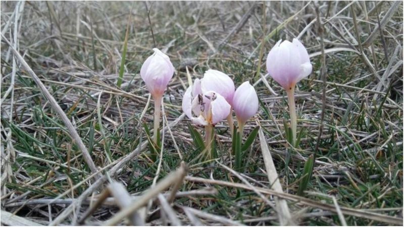 На Херсонщині зацвіли рослини з Червоної Книги