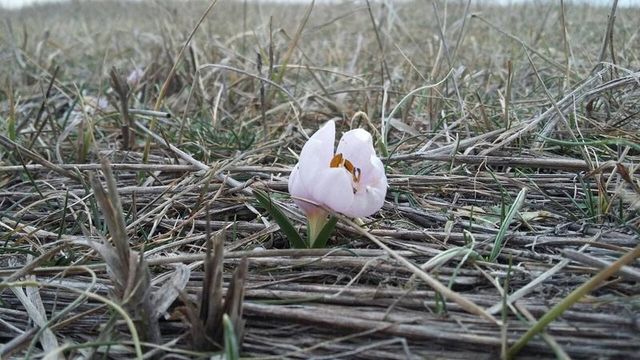 На Херсонщині зацвіли рослини з Червоної Книги- фото 227299