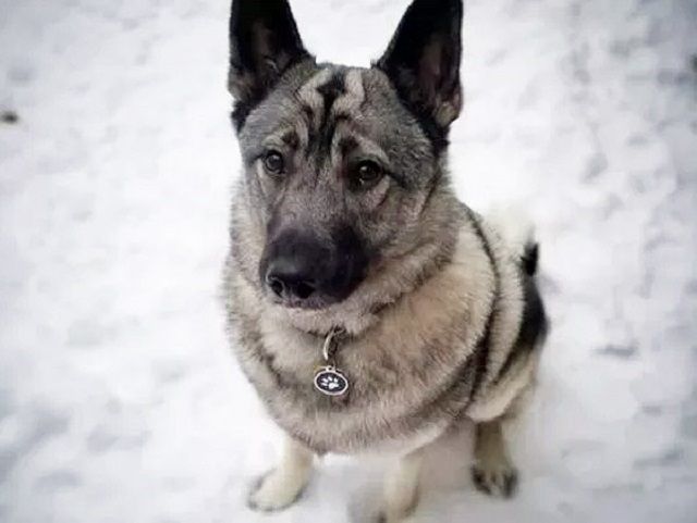 У штаті Мічиган собаці призначили допомогу з безробіття - фото 1