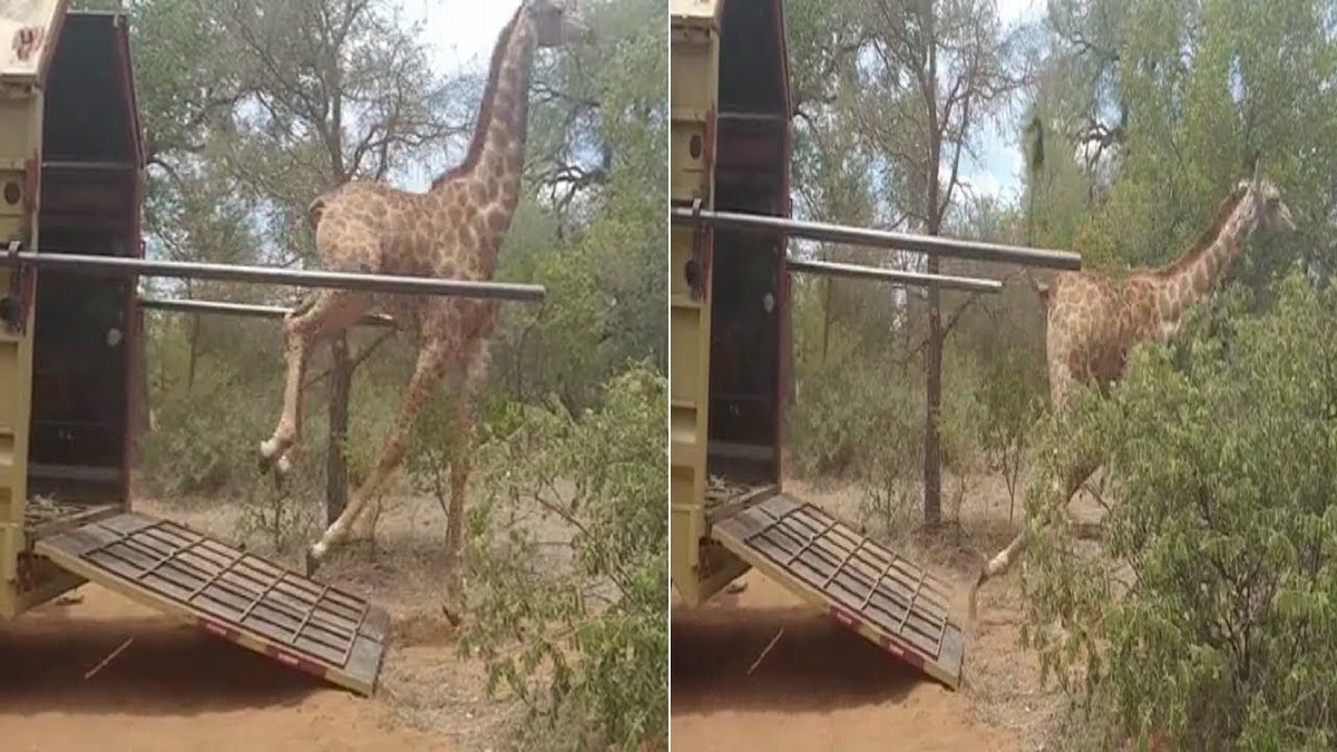 Щаслива жирафа впала, коли бігла на волю: епічне відео - фото 1