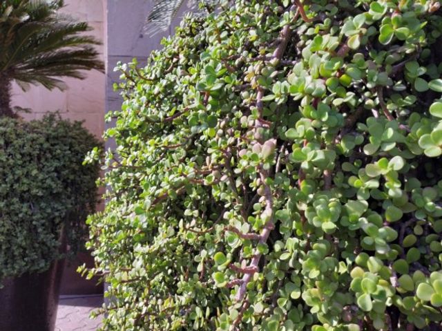 З'явились перші фото на камеру Xiaomi Redmi Note 5 Pro- фото 227933