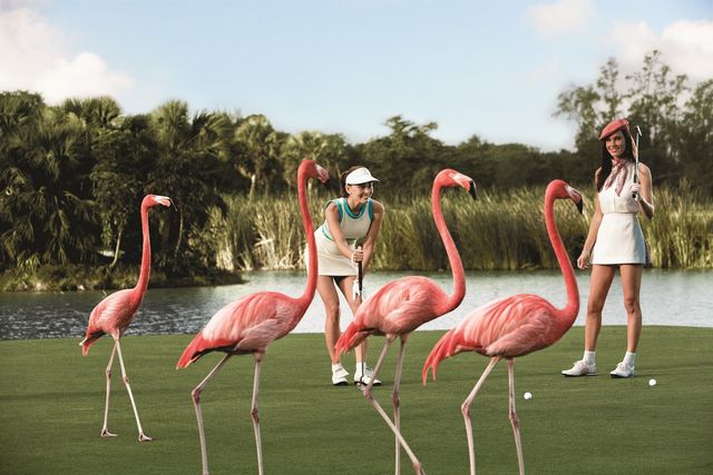На Багамах шукають людину, яка буде наглядати за фламінго - фото 228377