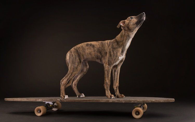 Лондонські скейтери використовували собаку в якості оператора, і ось що вийшло