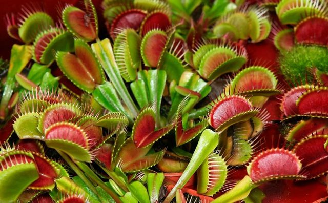 Венерина мухоловка залишилася нерухомою - фото 225854