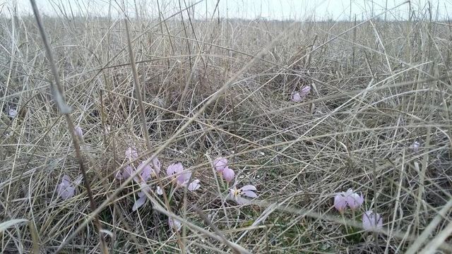 На Херсонщині зацвіли рослини з Червоної Книги- фото 227302