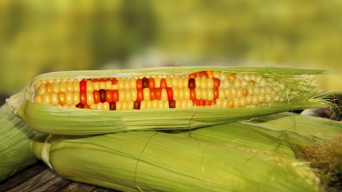 Науковці зробили несподіване відкриття про ГМО - фото 1