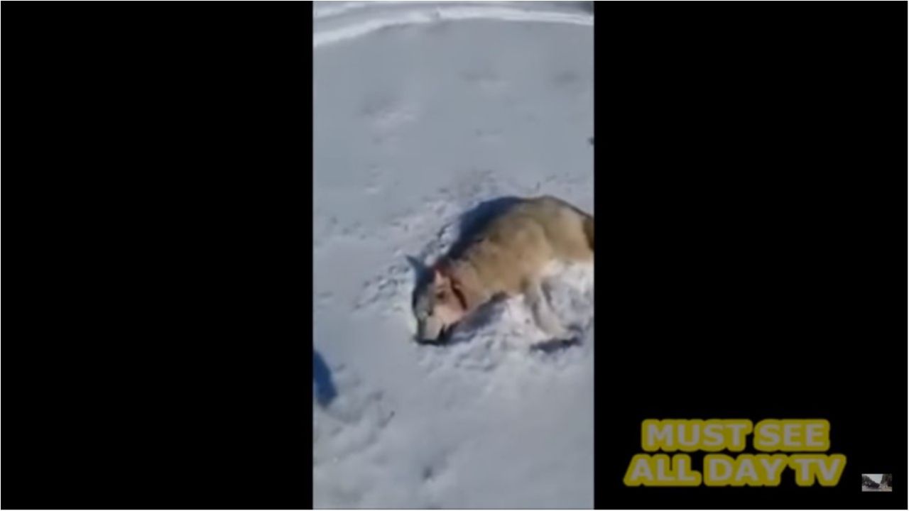 Вовк, що прикинувся мертвим, став зіркою мережі