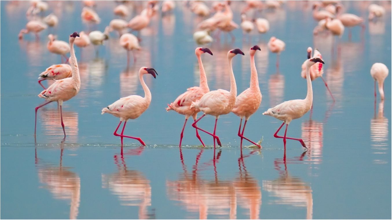 На Багамах шукають людину, яка буде наглядати за фламінго