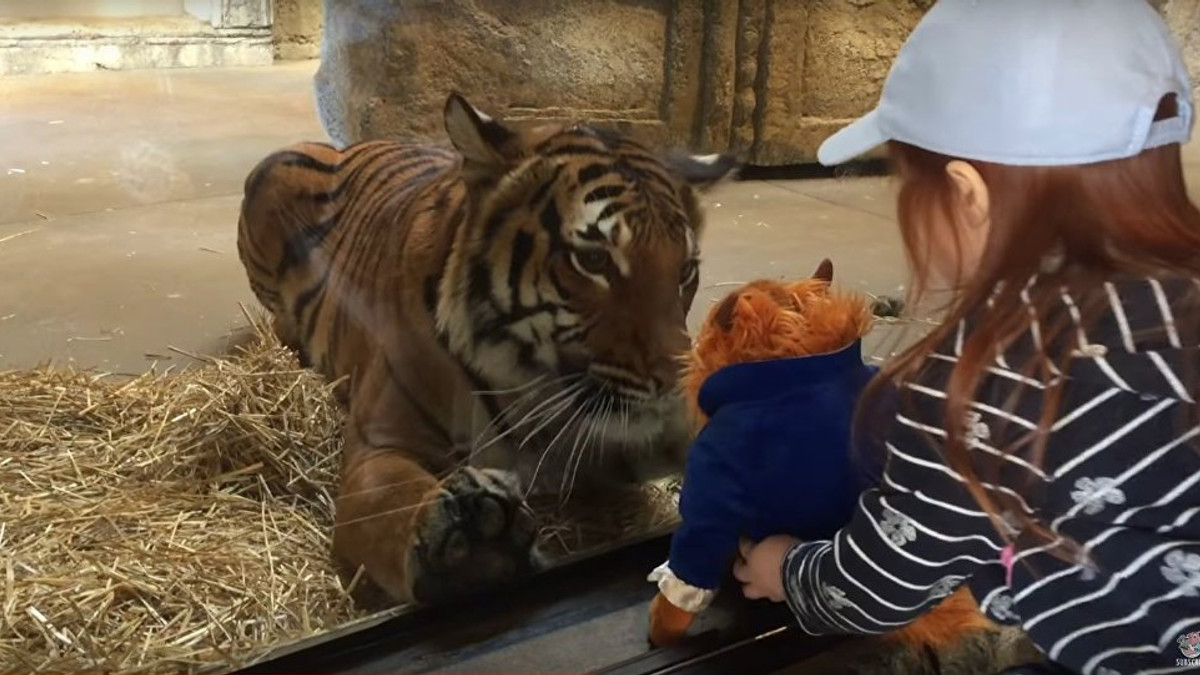 Тигр, який напав на іграшку, підкорив мережу: кумедне відео - фото 1