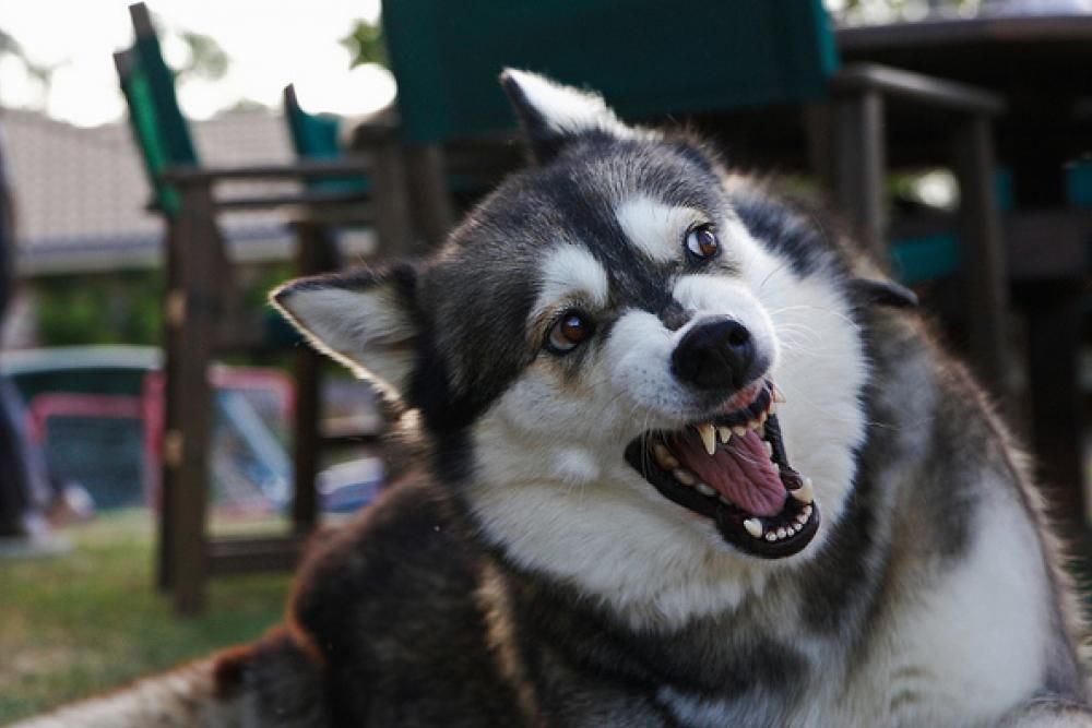 Науковці розповіли, кого найчастіше кусають собаки
