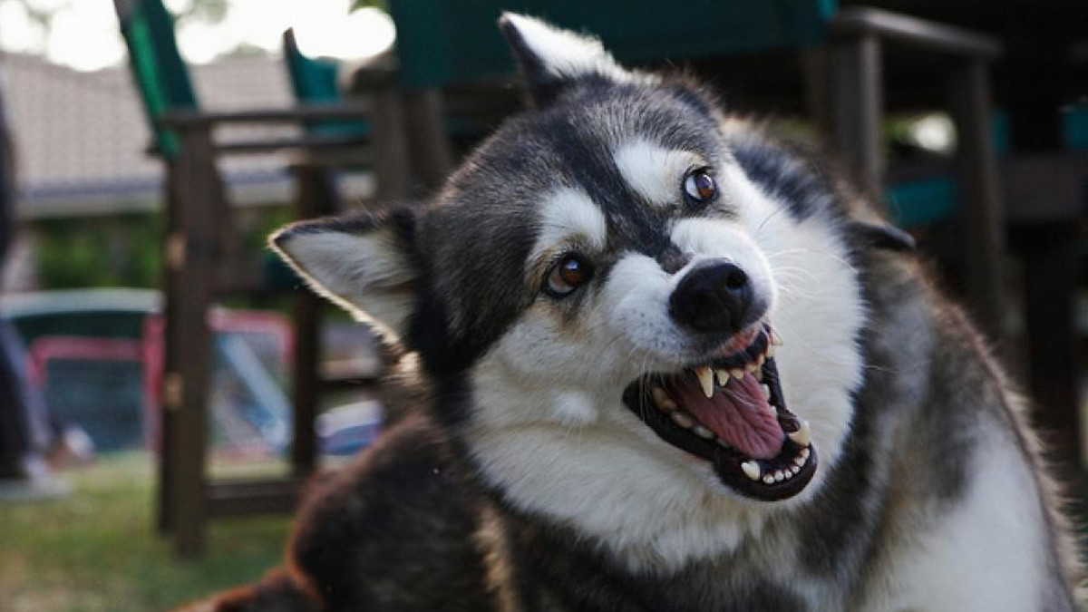Науковці розповіли, кого найчастіше кусають собаки - фото 1