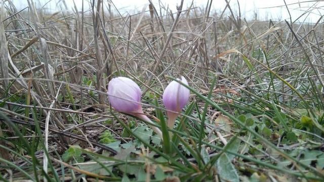 На Херсонщині зацвіли рослини з Червоної Книги- фото 227300