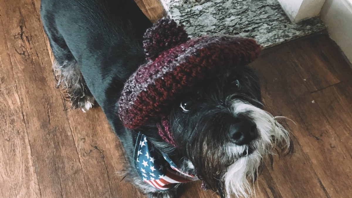Кумедний пес у шапці став зіркою мережі: фотофакт - фото 1