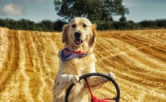 Житель Ірландії навчив собаку керувати трактором: кумедне відео