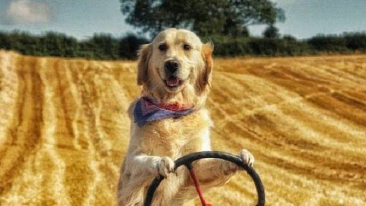 Житель Ірландії навчив собаку керувати трактором - фото 1