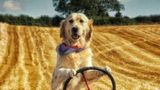 Житель Ірландії навчив собаку керувати трактором: кумедне відео