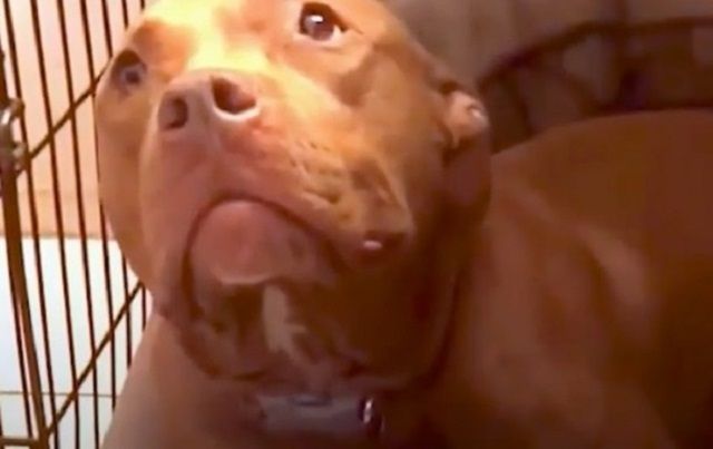 Собака, який засинає під колискову, підкорив мережу - фото 1