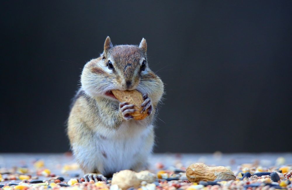 Вчені: Їсти багато та залишатися стрункими – реально