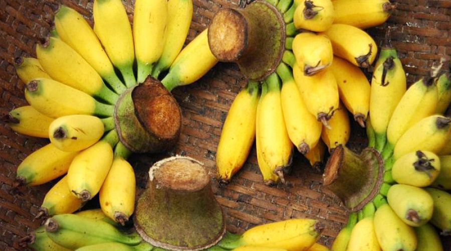 У Японії вивели дивовижний сорт бананів