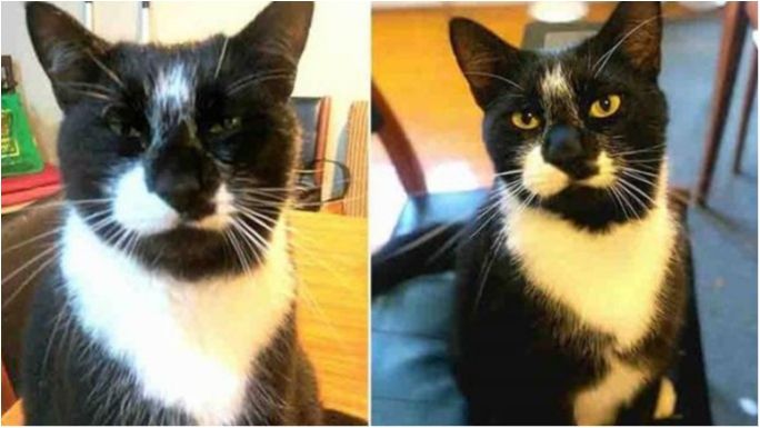 У Новій Зеландії кота зловили на клептоманії