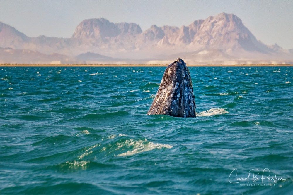 Американських туристів можуть посадити за відео з китом