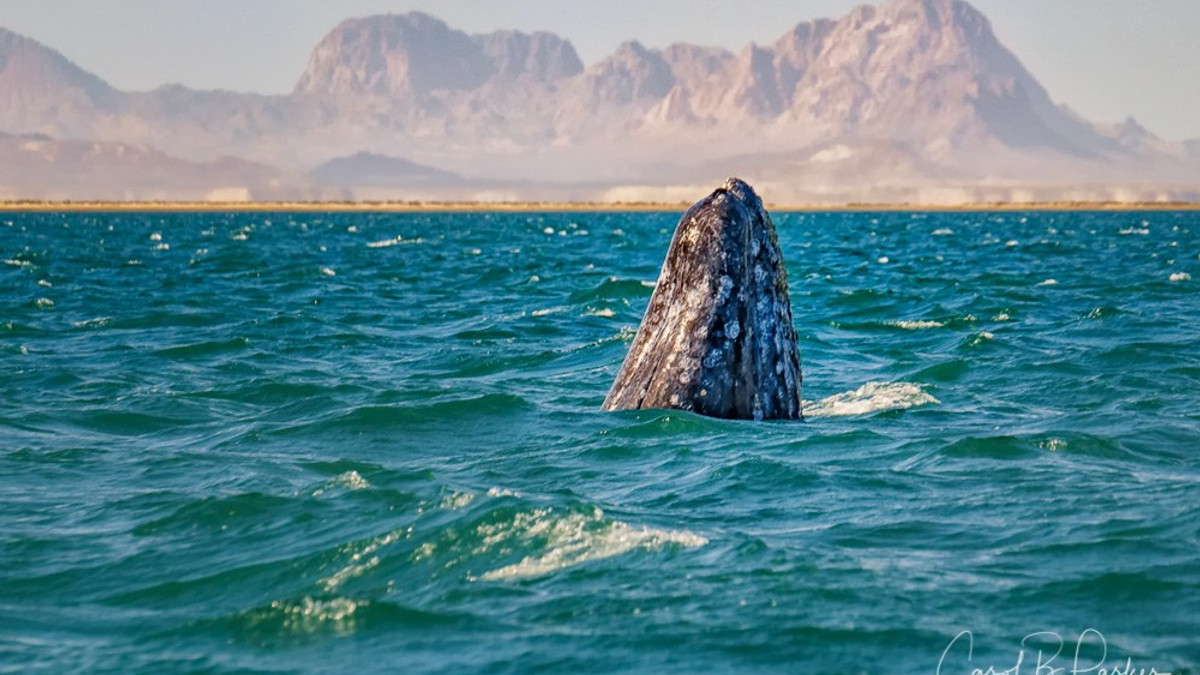 Американських туристів можуть посадити за миле відео з китом - фото 1