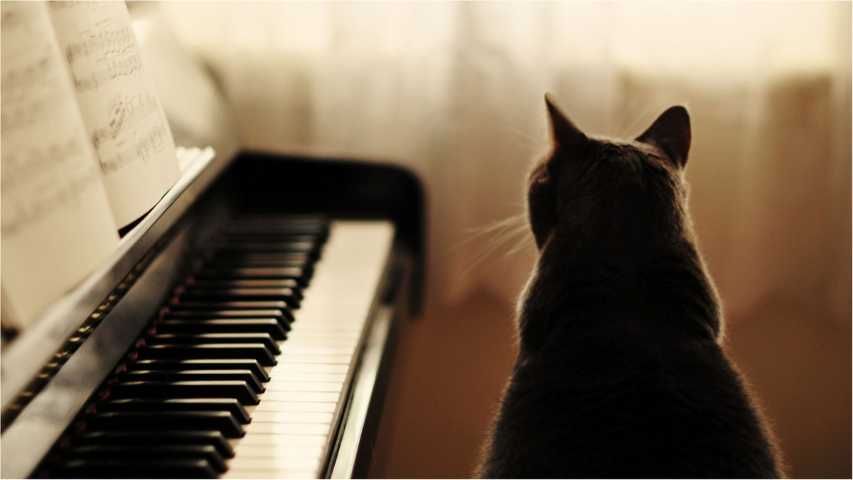 Кіт-піаніст став зіркою мережі: кумедне відео - фото 1