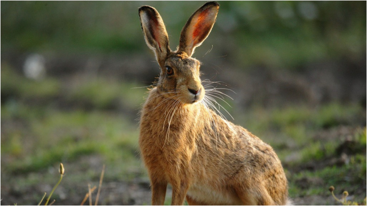 Науковці розповіли, як глобальне потепління вплинуло на зайців - фото 1