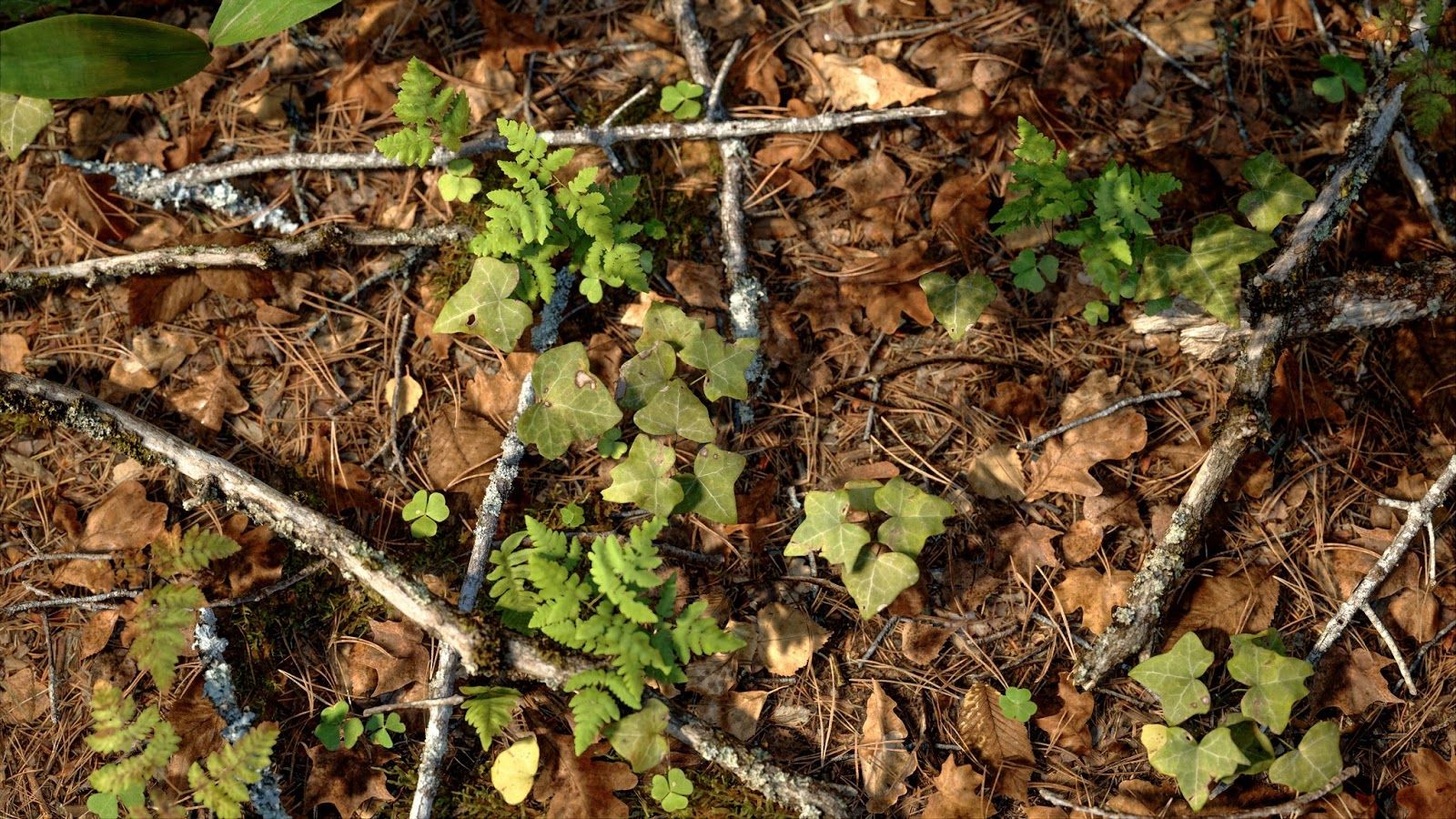 Гейм-дизайнер Battlefield створив ролик про ліс, у який важко повірити