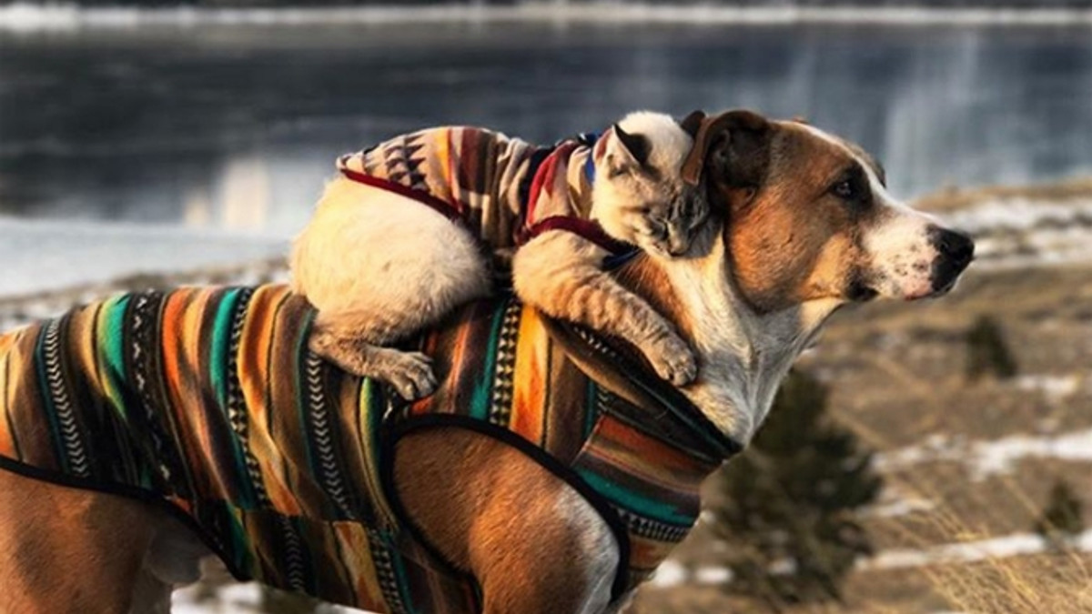 Пес і кіт, об'їхавши разом півсвіту, стали зірками Instagram - фото 1
