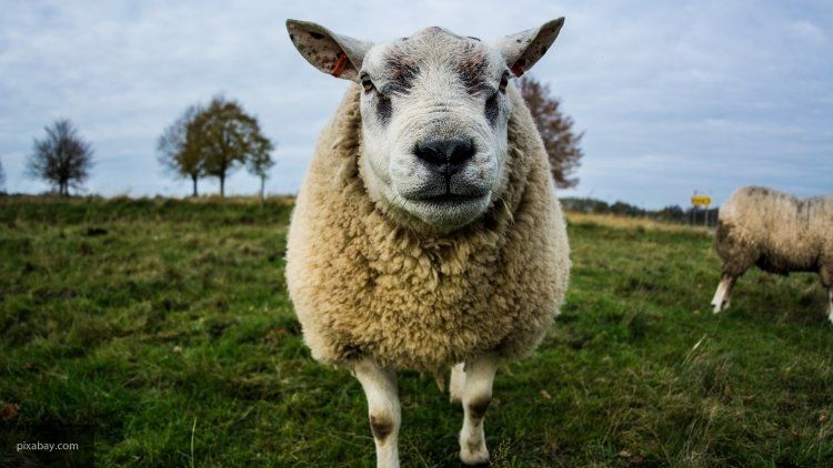 У США вівцю схрестили з людиною