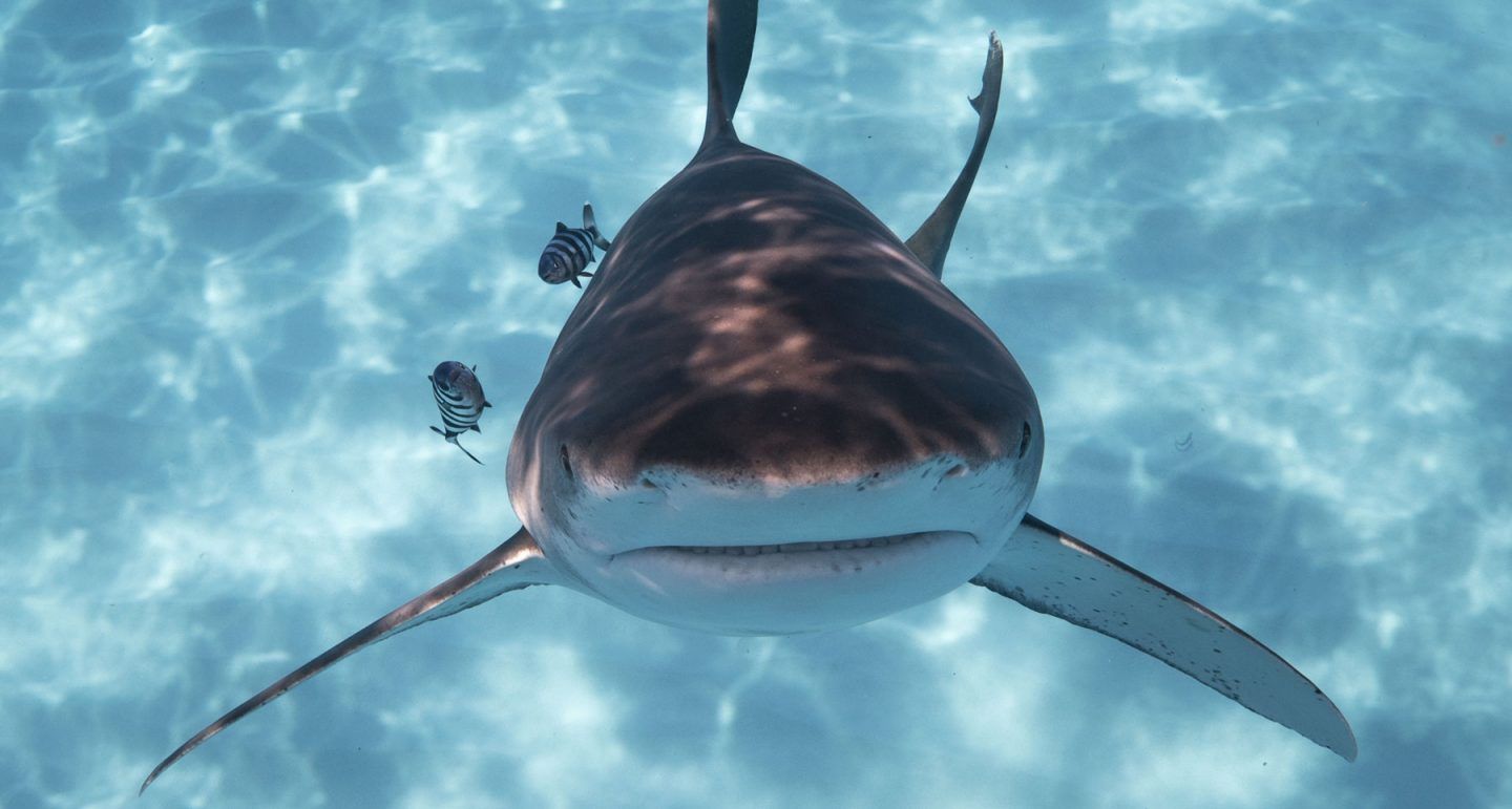 У National Geographic показали екстремальне фото з акулою