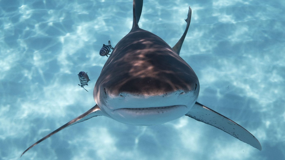 У National Geographic показали екстремальне фото з акулою - фото 1