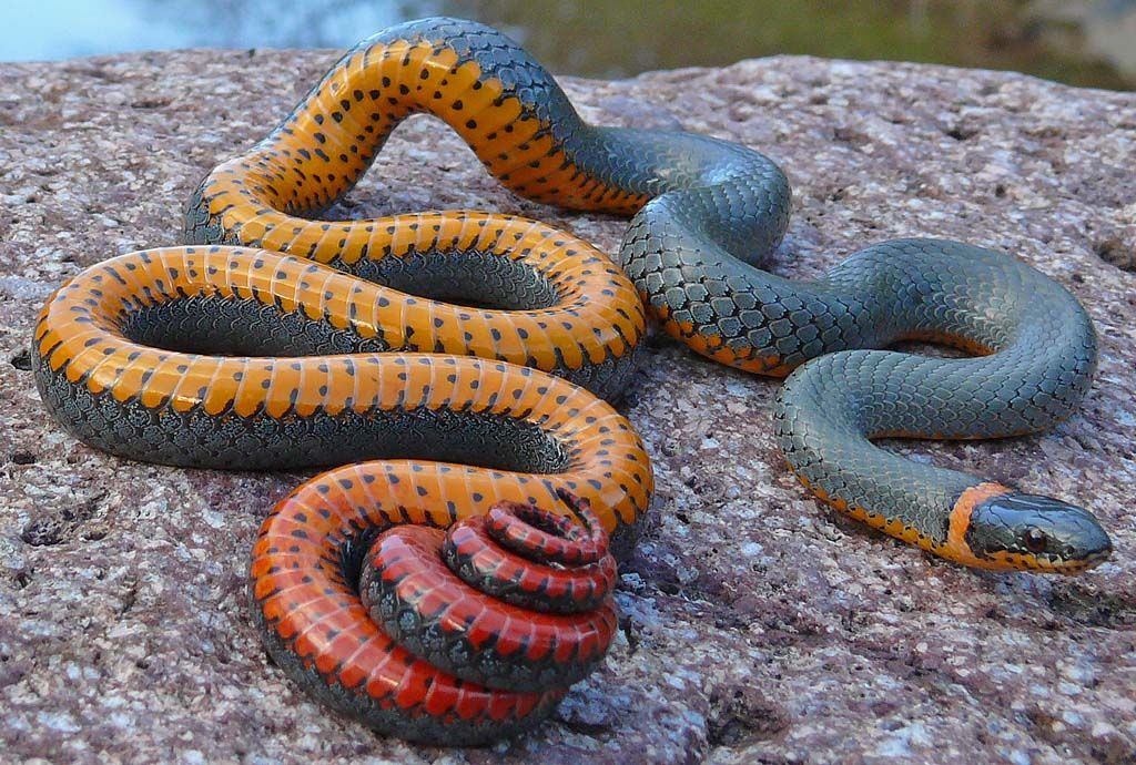 У мережі показали відео з двоголовою змією