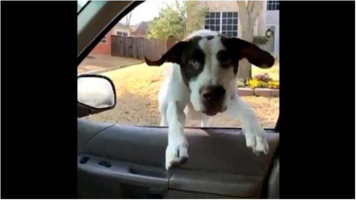 Щасливий пес застрибнув у вікно авто: новий хіт мережі
