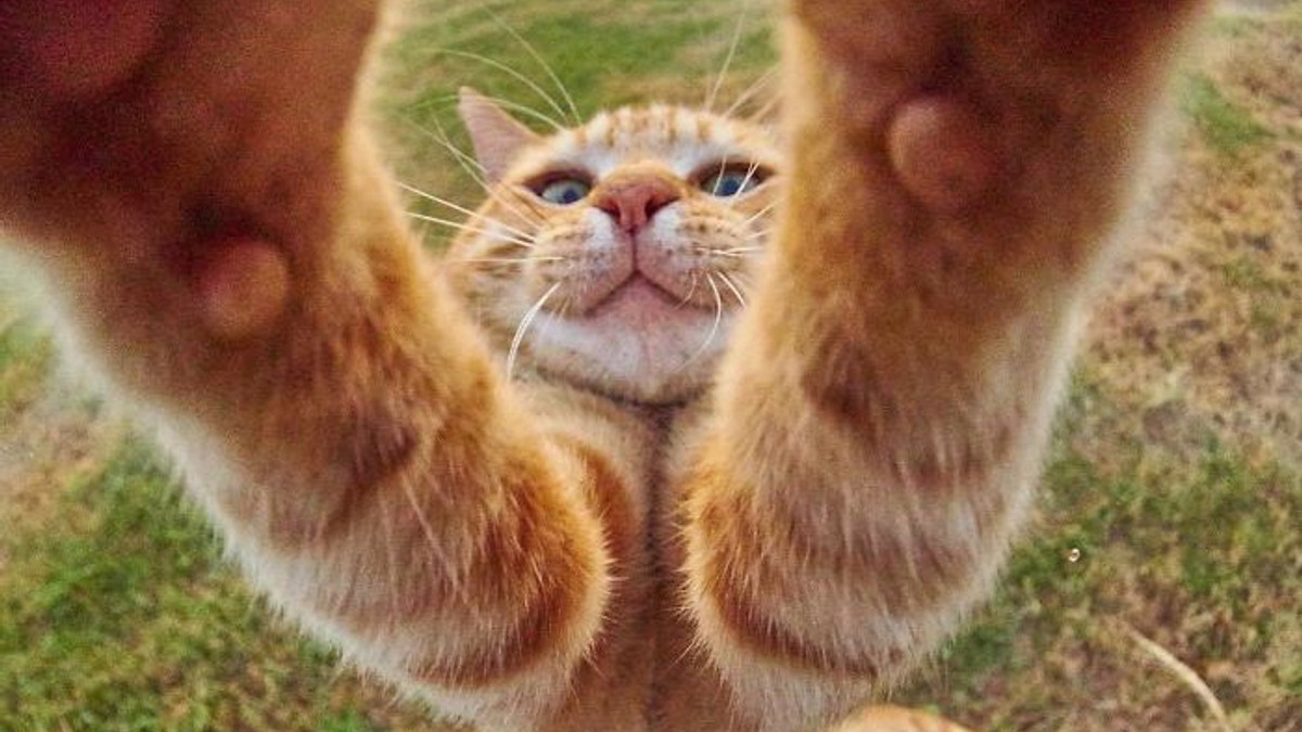 Коти, які показують справжню гнучкість та розтяжку - фото 1