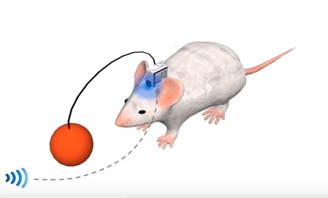 Вчені створили мишей на дистанційному управлінні