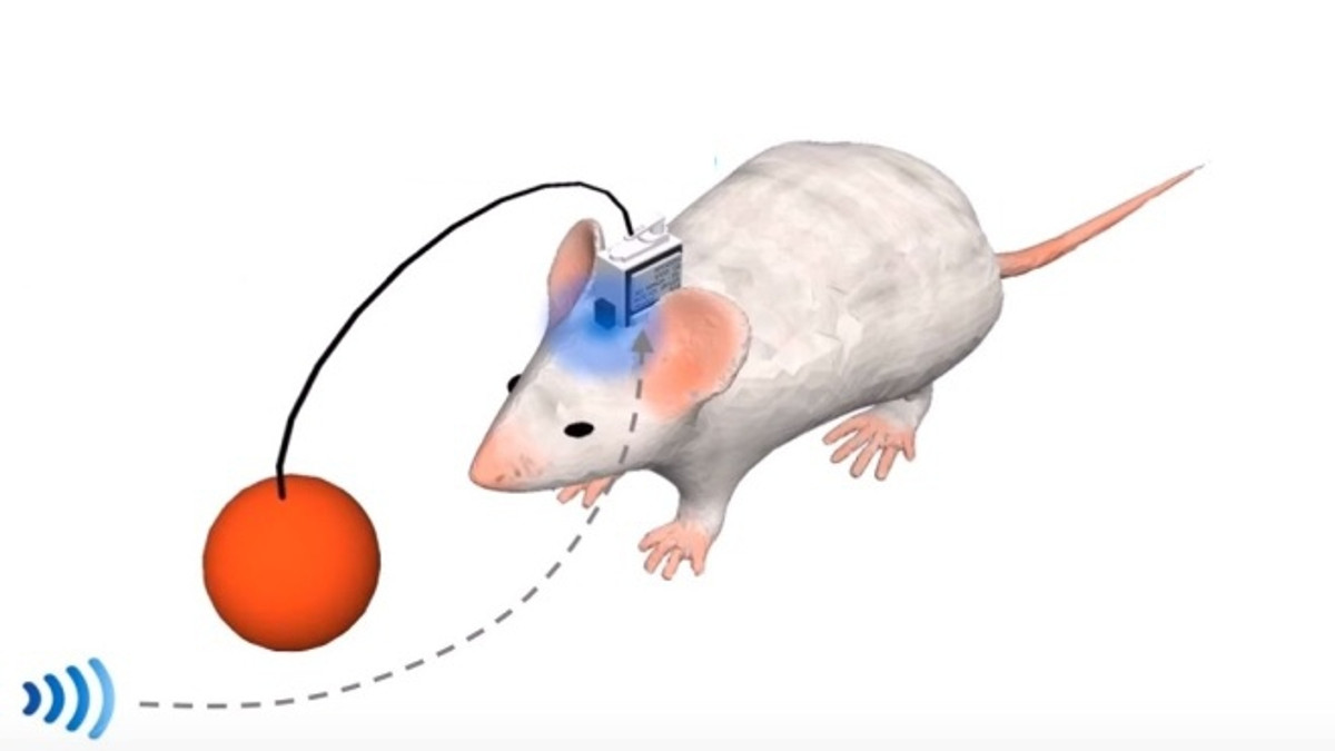 Вчені створили мишей на дистанційному управлінні - фото 1