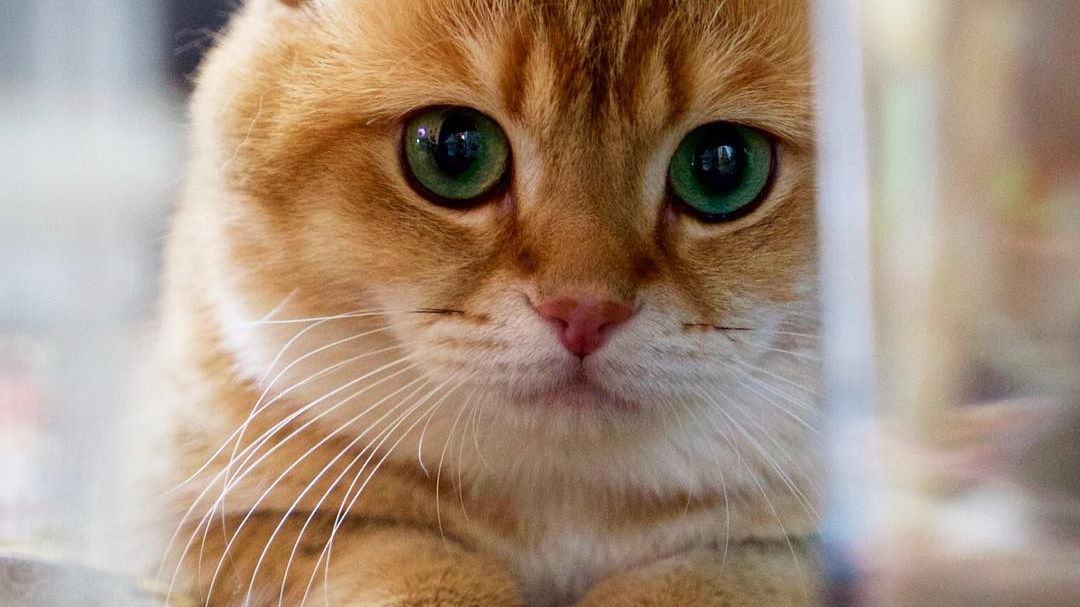 Кота підібрав на вулиці зоозахисник - фото 1